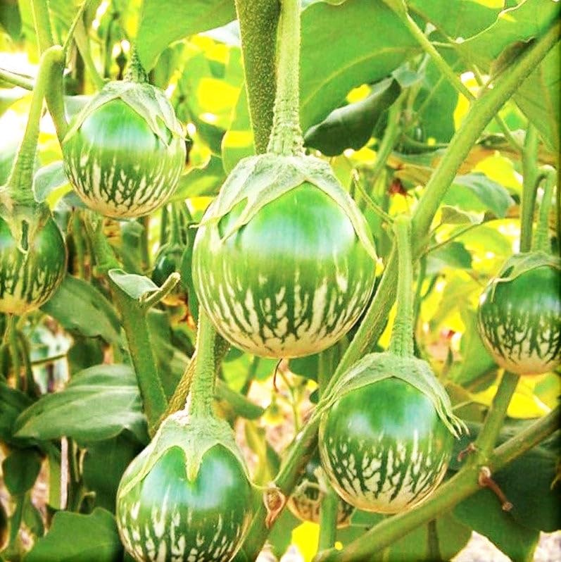 TomorrowSeeds - Petch Siam Thai Eggplant Seeds - 200+ Count - for 2026 Planting Small Green Brinjal Baby Round Egg Aubergine Eggplants Melongene USA Garden Vegetable Grow Your Own Home Farm Patio