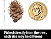 Deloky 250 PCS Christmas Natural Mini Pine Cones-Thanksgiving Pinecones Ornaments for DIY Crafts, Home Decorations,Fall and Christmas,Wedding Decor #2