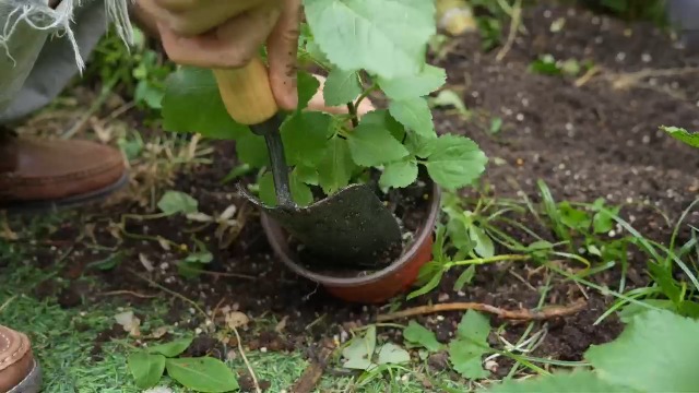 Paleta de Jardín de Acero Inoxidable con Mango de Madera miniatura 7