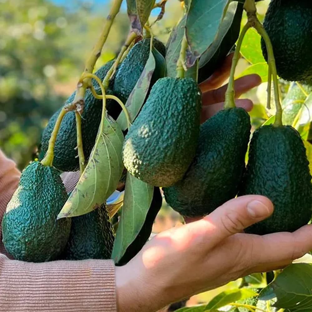 Boîte d'avocat hass et oranges | 2 kg d'avocat hass et 2 kg d'oranges, cultivées de manière durable, et expédiées directement du champ à votre maison, garantissant fraîcheur et saveur