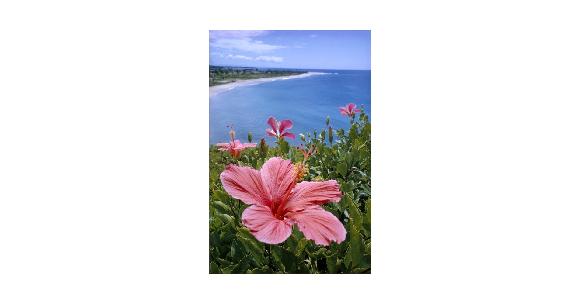 HawaiianProDesigns InThePink８’6”Horizon ID 6327 Pink Hibiscus Flower Patch Exotic Hawaii Embroidered