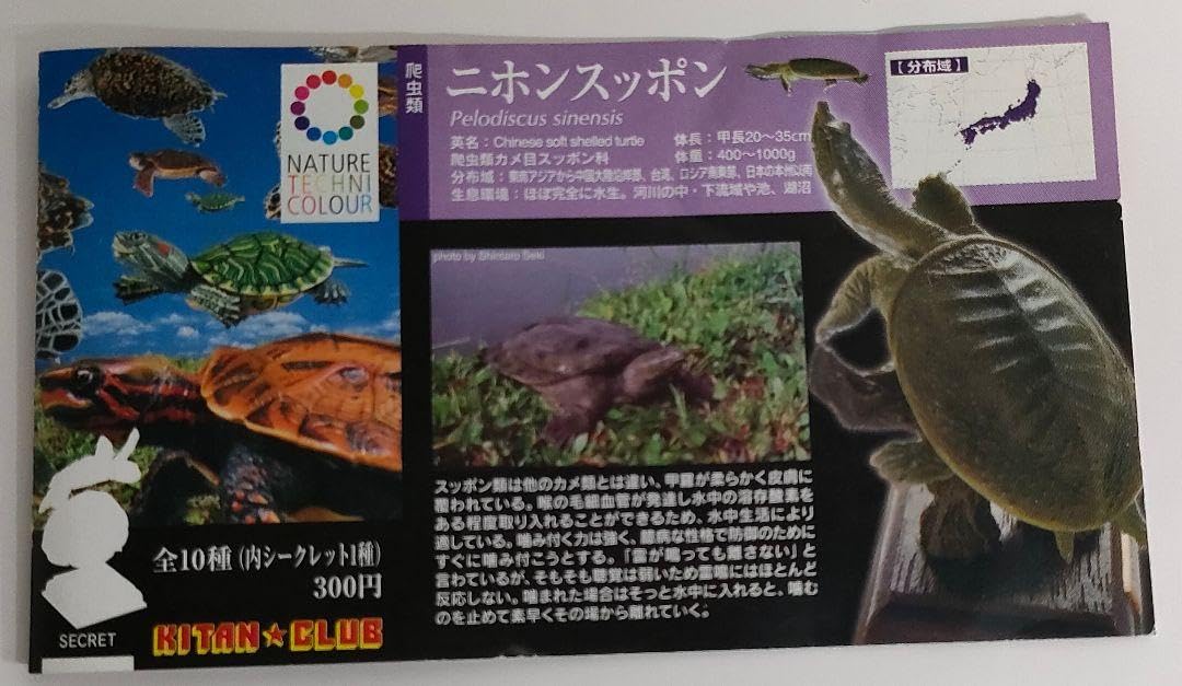 Amazon.co.jp: ネイチャーテクニカラー NTC 日本のカメ ニホンスッポン