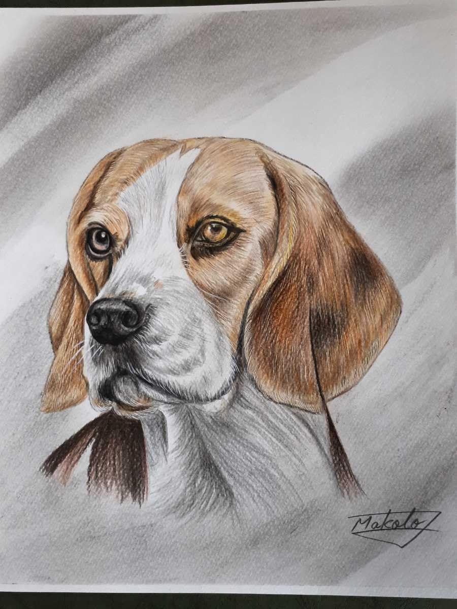 ビーグル 鉛筆画(色紙) ビーグル 鉛筆画(色紙) kmit.ou-fotinov.org