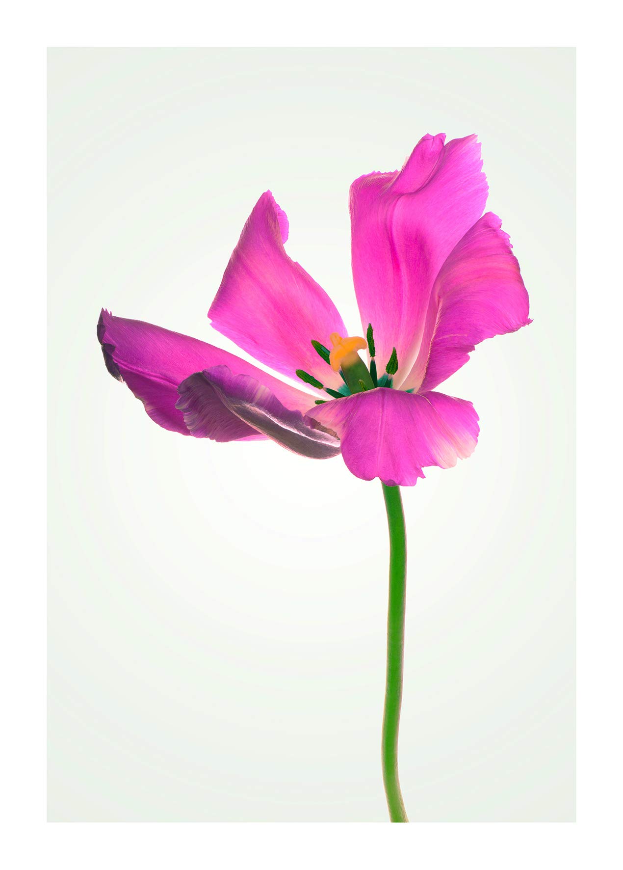 Komar Wall Picture Tulip Poster Picture Living Room Bedroom Decoration Art Print Without Frame P067-50x70 Size 50x70 cm (Width x Height)