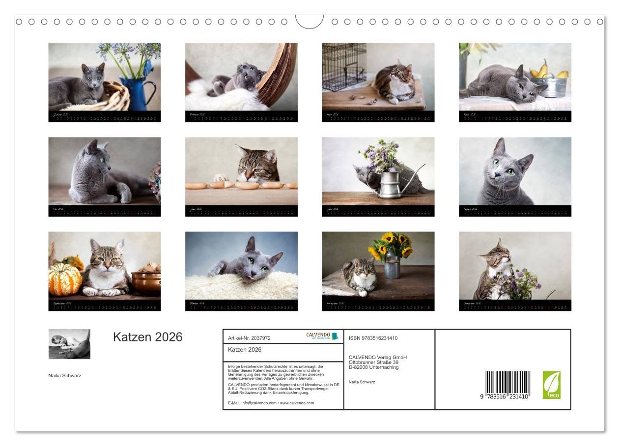 Katzen 2026 (Wandkalender 2026 DIN A3 quer), CALVENDO Monatskalender (CALVENDO Tiere)