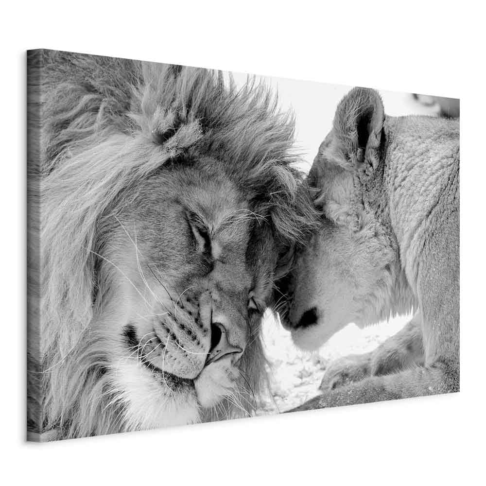 murando Cuadro en Lienzo Leon 120x80 cm 1 parte Impresión Cuadros decorativos Decoracion Decorativo para Pared salon modernos dormitorios de Pared - Leon Animales Africa safari g-B-0034-b-b