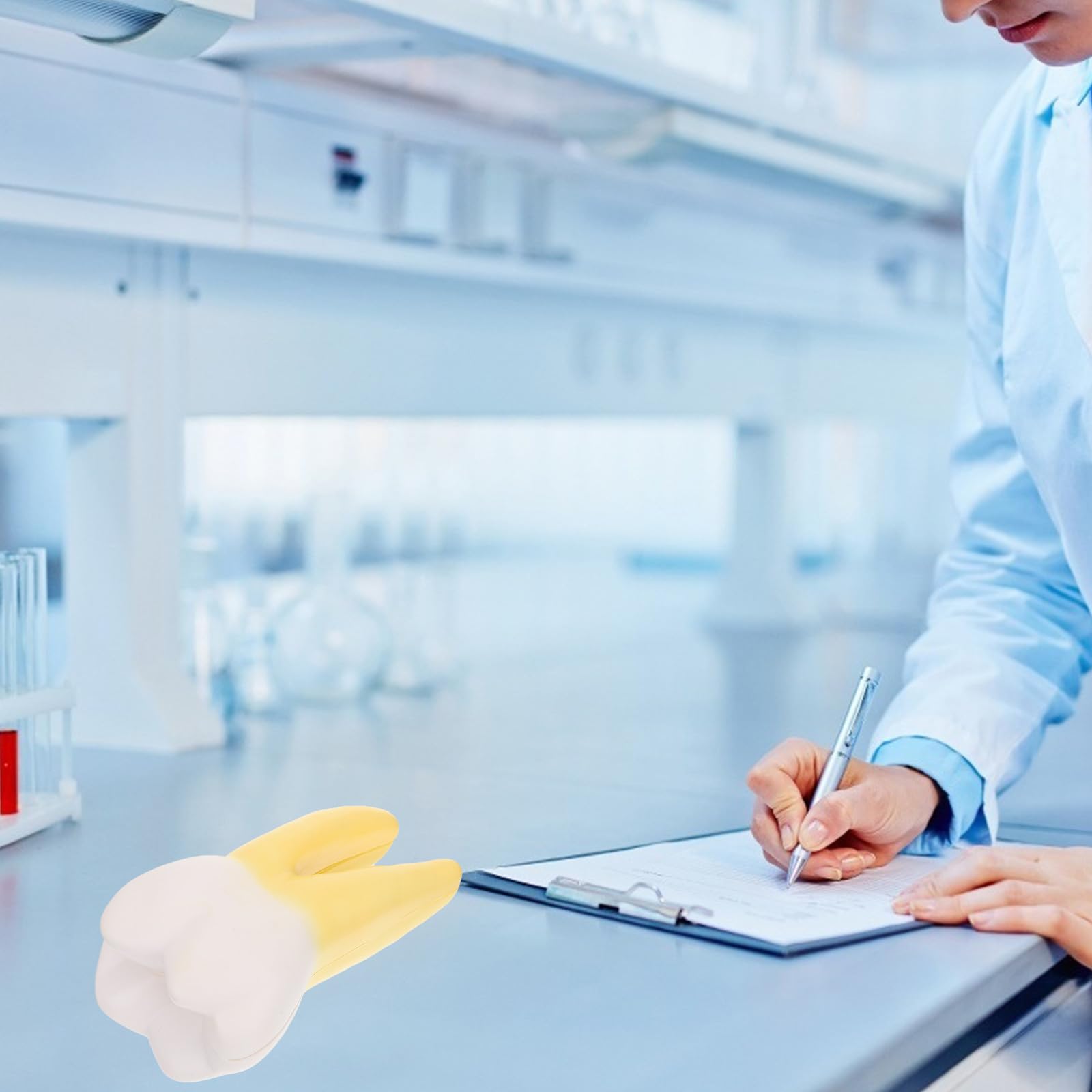 Model zęba trzonowego: Zęby do celów edukacyjnych – Ludzki okaz zęba – Model demonstracyjny zdrowia jamy ustnej do sal lekcyjnych i szkoleń w klinikach stomatologicznych
