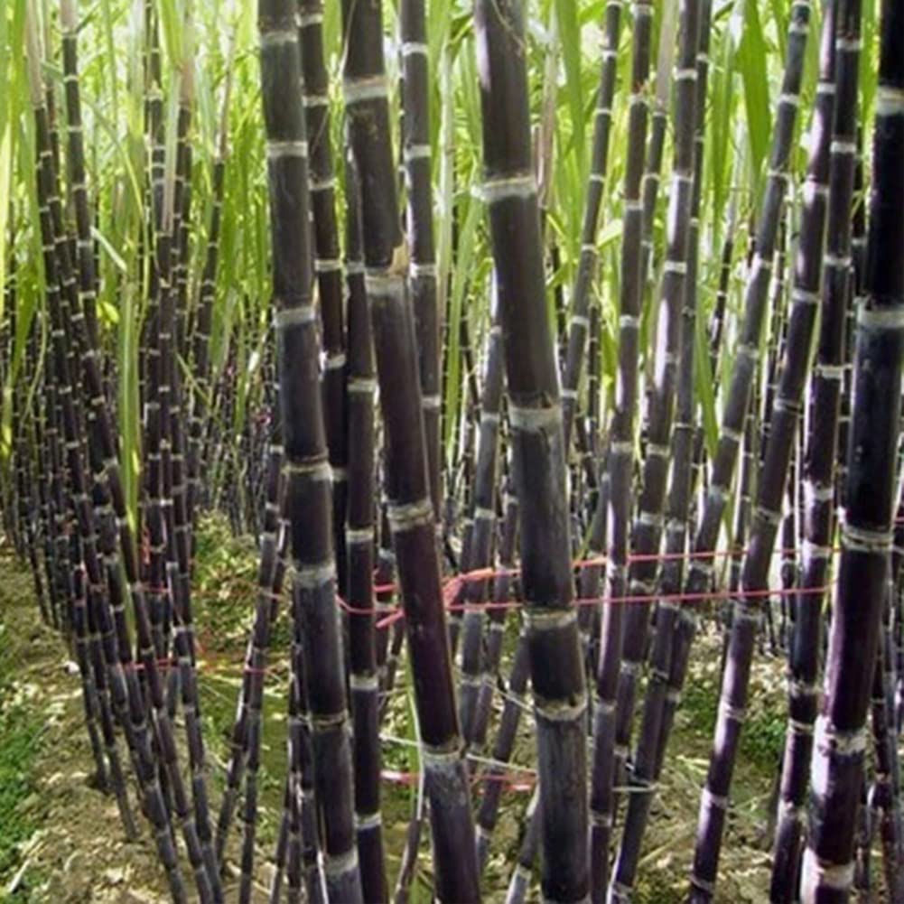 50pcs Sugarcane Seeds DIY Growing Pack - Easy Planting Fruit Seedlings Kit for Home Garden Planting Black 50pcs: Package Contains Seeds