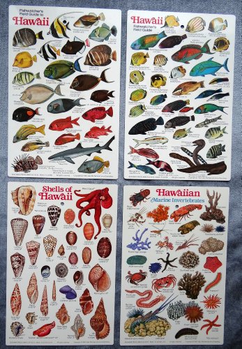 "Hawaii's Shells & Fish" Waterproof ID Cards, Set of 2