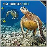 Brown Trout-Auslieferer Flechsig