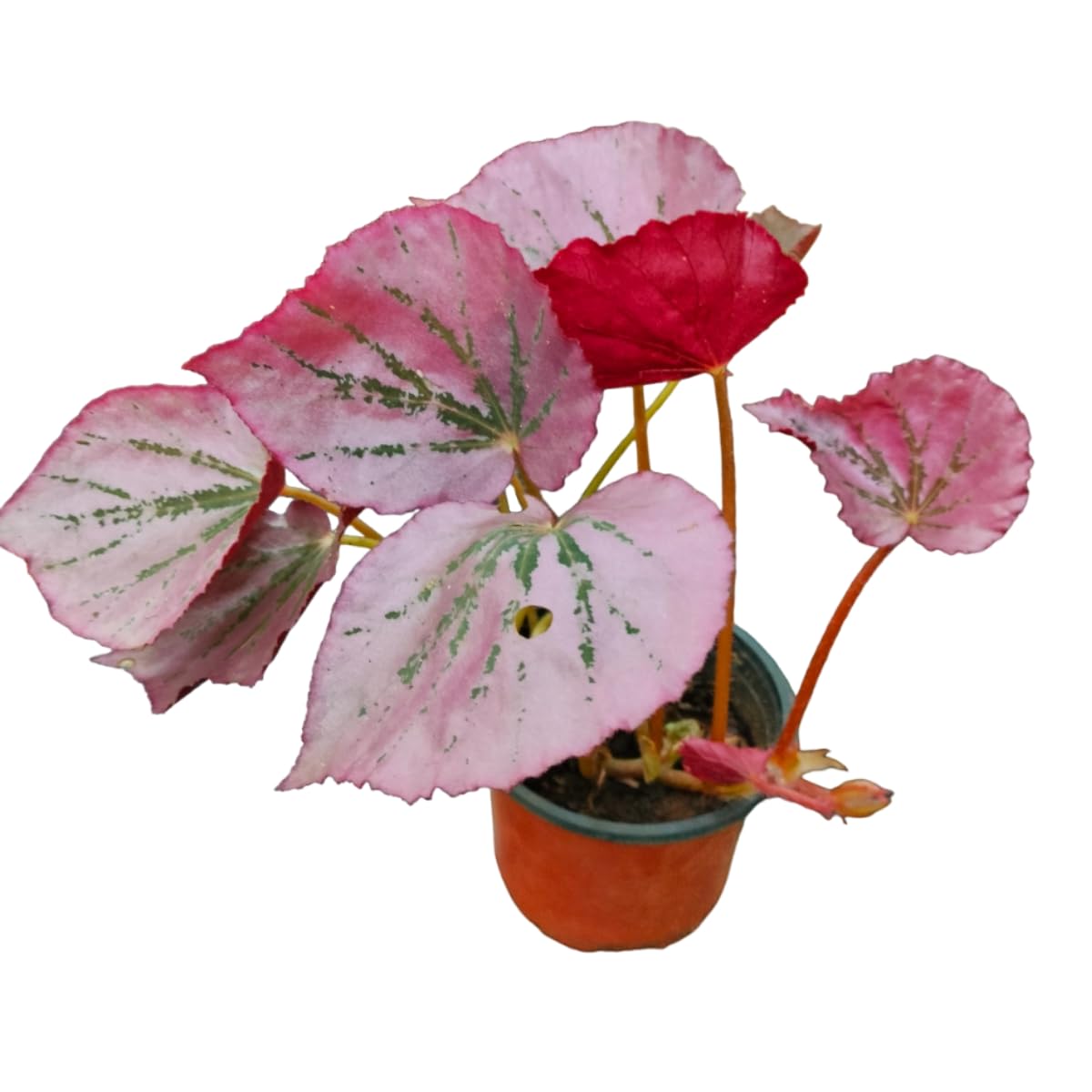 Ashokavanam Begonia Martin's Mystery Plant – Rhizomatous Begonia with Striking Pink & Silver Foliage, Ideal for Indoor Décor & Terrariums-image-3