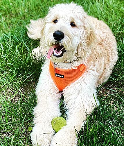 Voyager Step-in Lock Pet Harness - All Weather Mesh, Adjustable Step in Harness for Cats and Dogs by Best Pet Supplies… - Image 6