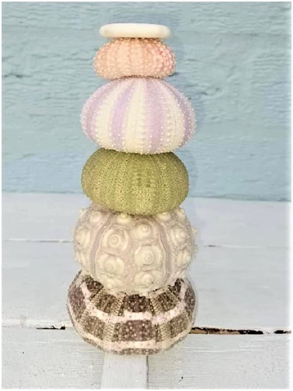 Sea Urchin Selection SET OF 6 Real Natural Shells Air Plants Crafts Nautical Decoration