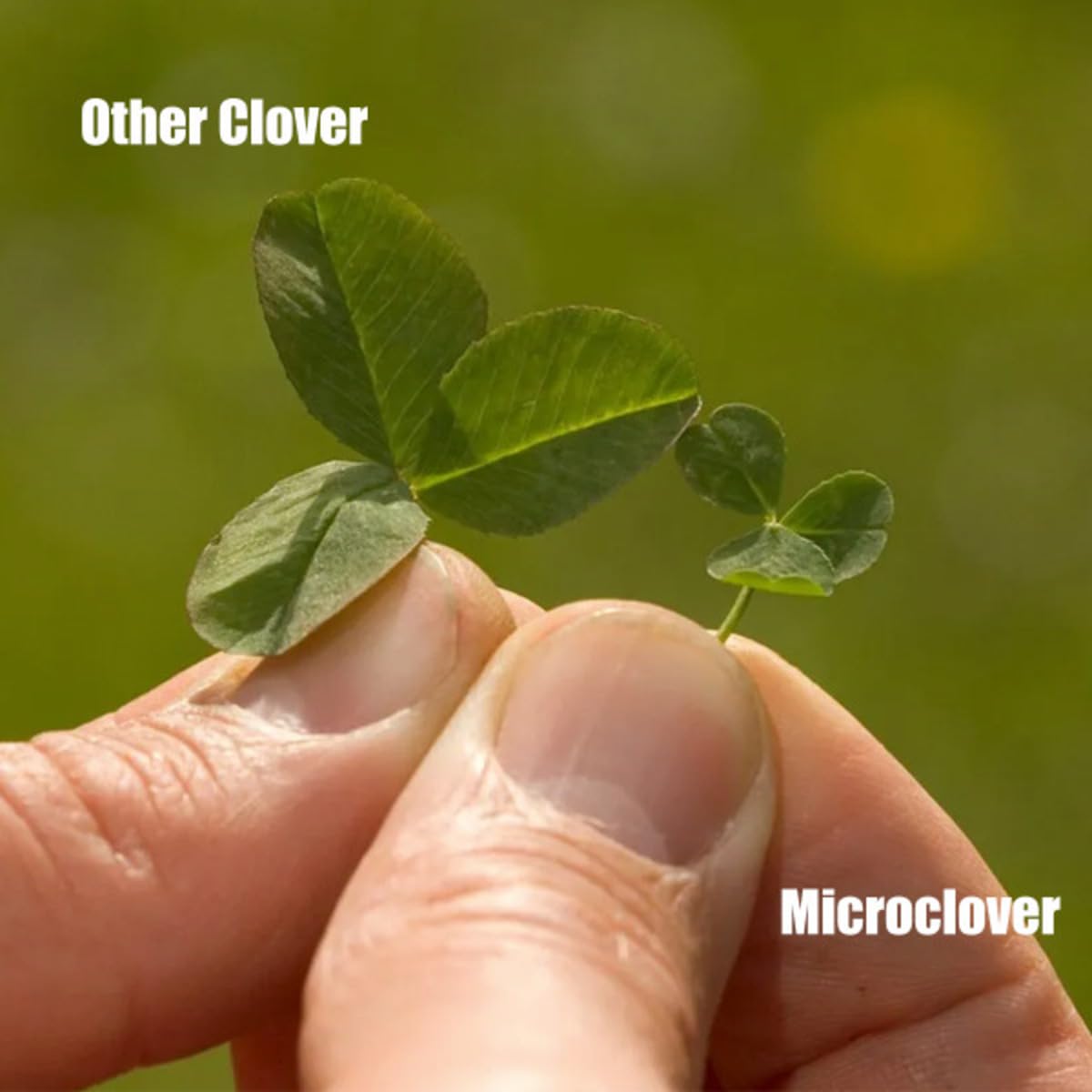 Trawnik Microclover - 100 G - 50 M2 - Wyższa tolerancja na ruch pieszy - Niskie wymagania pielęgnacyjne - Wzbogaca glebę - Naturalny środek chwastobójczy - Organizator