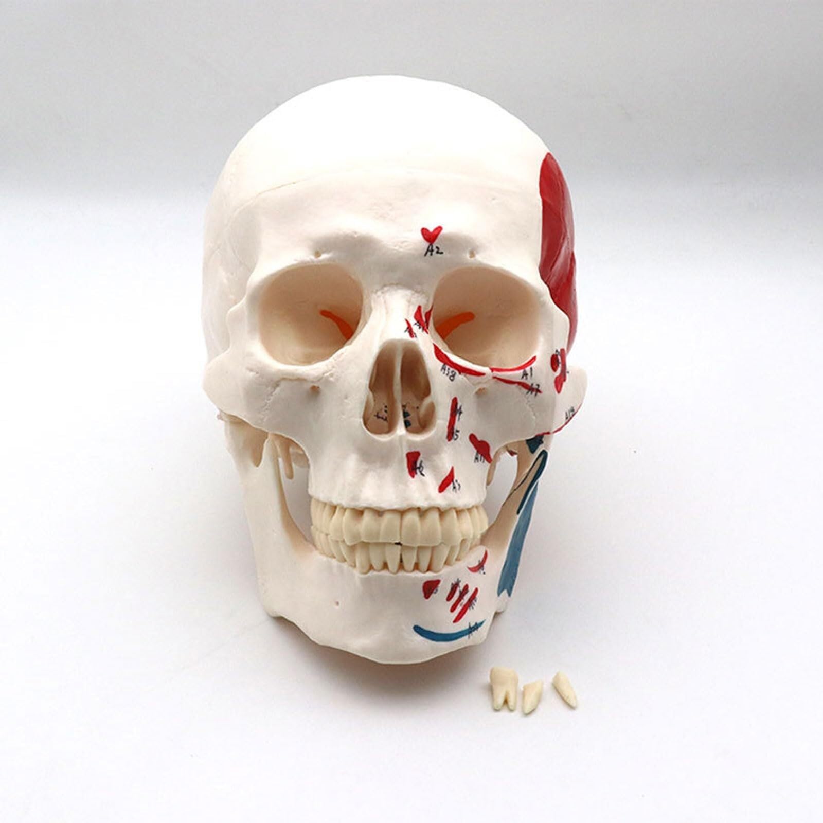 Model Medyczny W Wielkości Życia, Model Anatomiczny Ludzki - Materiał Dydaktyczny Do Studiowania Za Pomocą Modelu Anatomicznego Anatomicznego Dla Studentów.