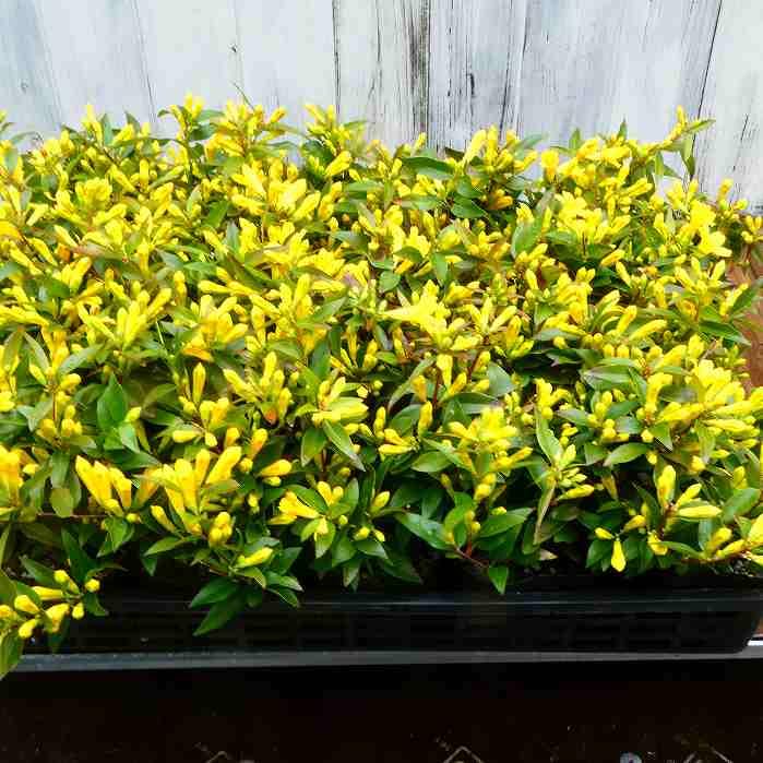 Amazon.co.jp: カロライナジャスミン 苗 3.5号ポット 黄花 ツル植物