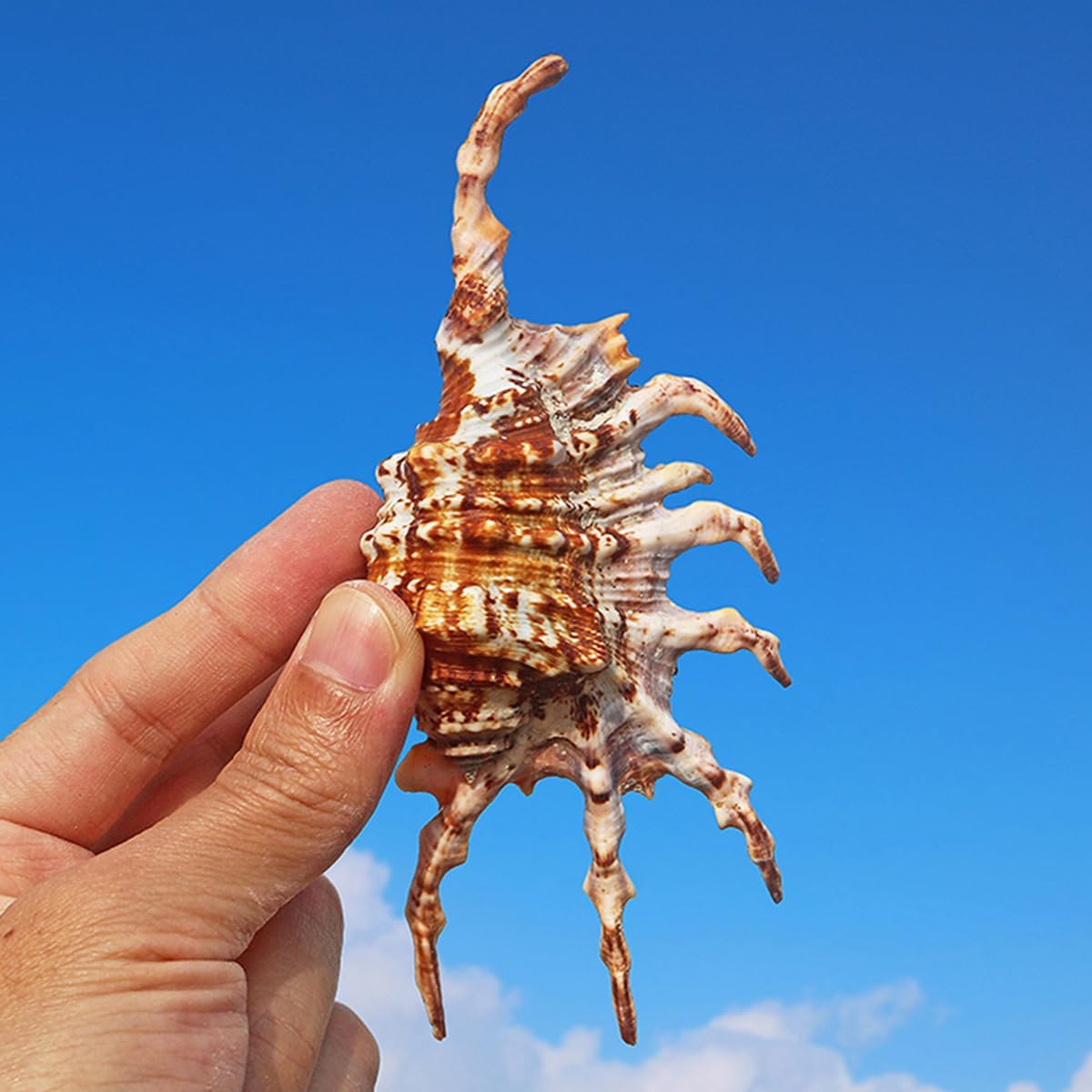 Large Natural Conch Seashells Long Sea Snail Shells(12~13cm)