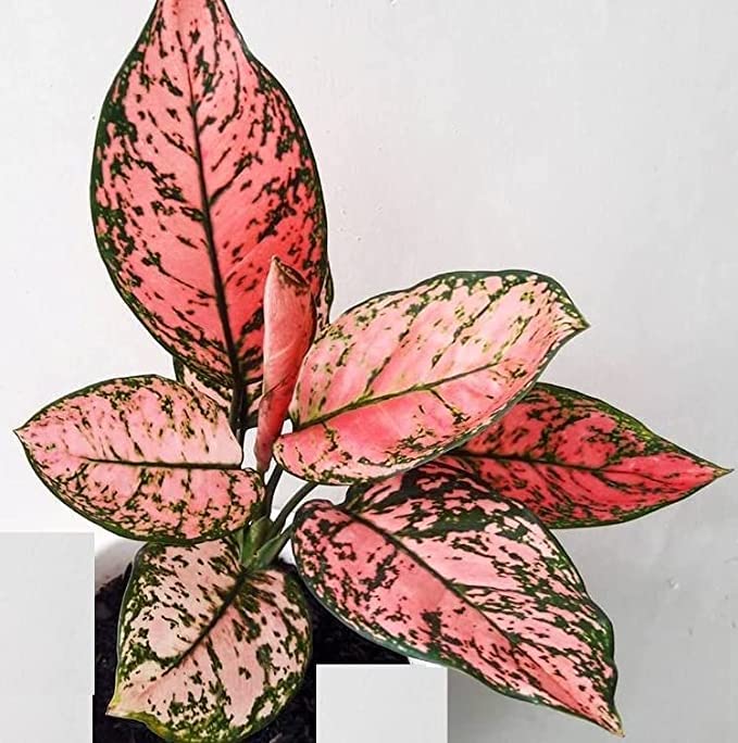 See full amazon price history chart for The Four Seasons Aglaonema Lady Valentine | Rare Natural Live Plant in Pot The Four Seasons Aglaonema Lady Valentine | Rare Natural Live Plant in Pot (B0BN96B6KR) Amazon Price History, Amazon Price Tracker