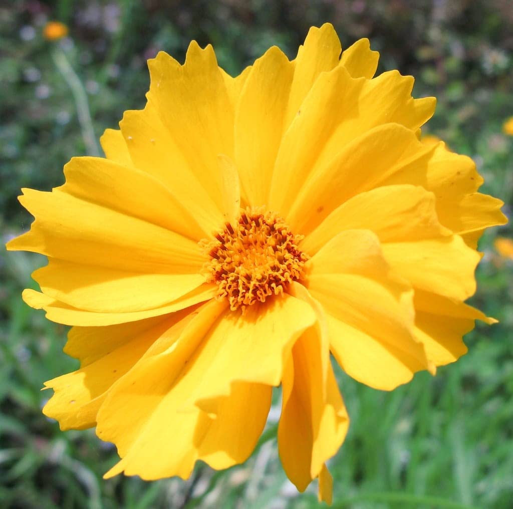 Golden Hills Farm Calliopsis Dwarf Mayfield flower 200-509 seeds