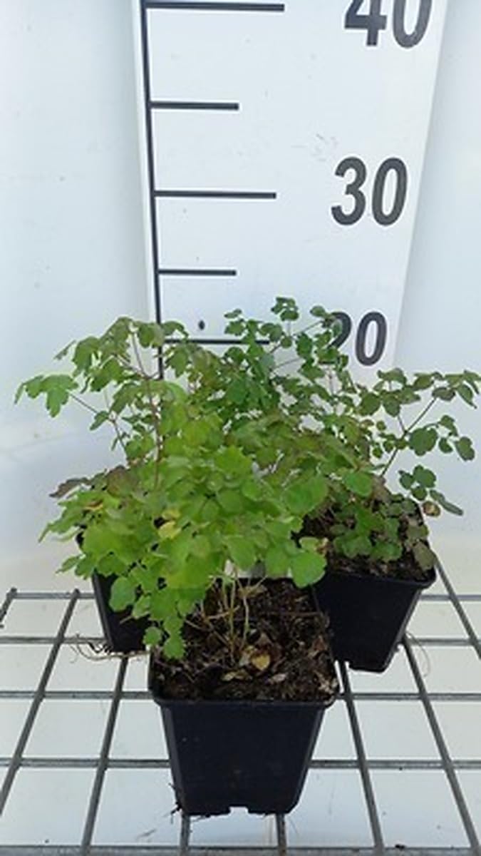 6x Chinses Quadrat - Thalictrum del. 'Hewitt's Double' | 9x9 cm pot