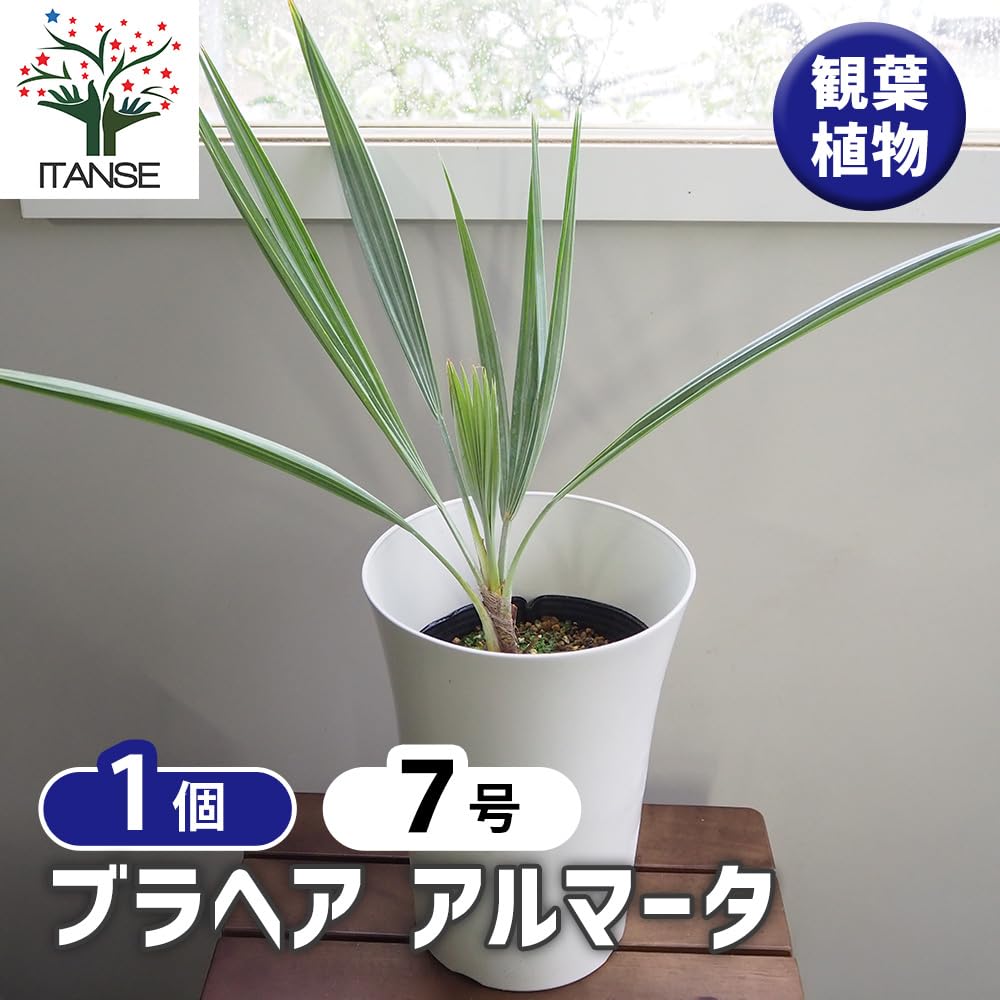 Amazon｜ITANSE ヤシの木 ブラヘア アルマータ 7号 1個売り 観葉