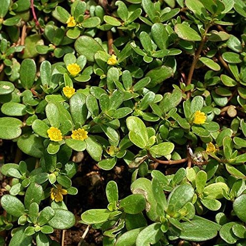 Green Purslane Seeds (Portulaca oleracea) 40+ Rare Heirloom Herb Seeds in FROZEN SEED CAPSULES for The Gardener & Rare Seeds Collector - Plant Seeds Now or Save Seeds for Years