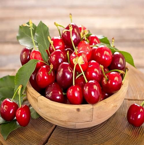 30+Cherry Seeds For Planting #TOP1