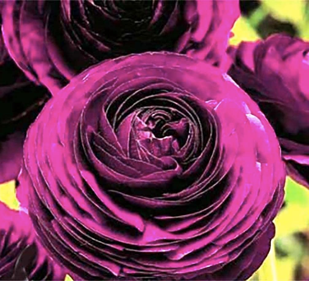 Purple Aviv Peony Ranunculus - 12 Largest Size Corms, Premium Ranunculus Bulbs, Vibrant Purple Flowers, Ideal for Garden Beds, Stunning Peony-Like Blooms