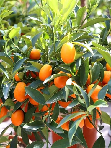 Kumquat Tree Live Plant, 20 Inches Tall, 3 Gal Pot, No Ship CA, Fruits On Tree, All Year Planted - Thumbnail 4