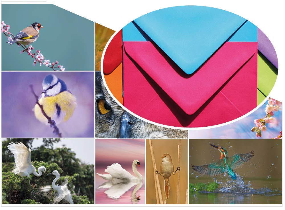 20 A Very Fine Flock Postcards – 10 Unique and Different Images of Birds (with envelopes)