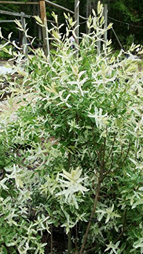 Pixies Gardens (1 Gallon) ‘Hakuro-Nishiki' Willow Shrub - Gorgeous Variegated & Blend of Leaf Colors.Good for Wet Areas