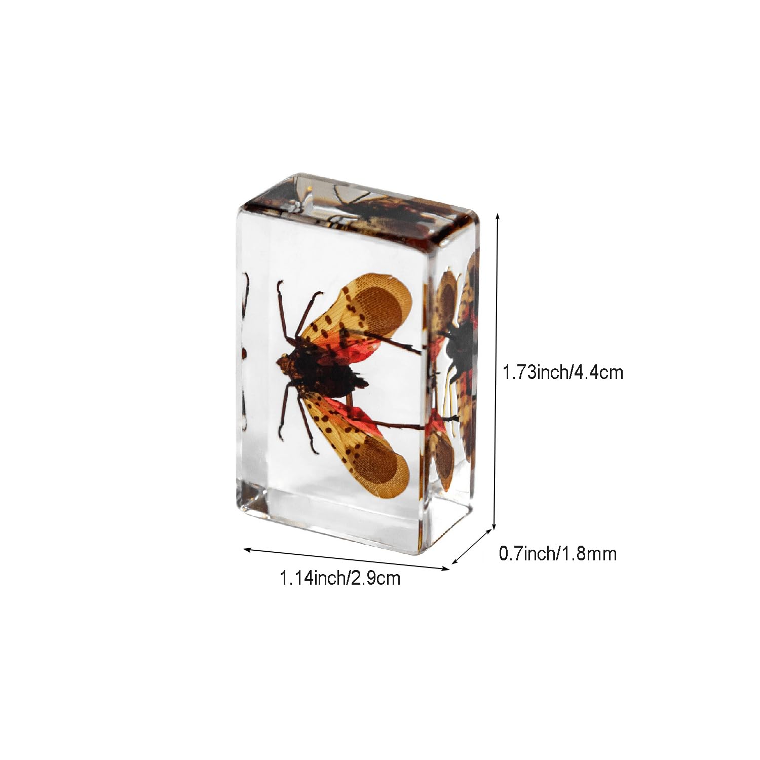 4Pcs Insect in Resin Specimen - Image 2