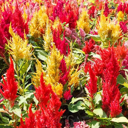 100+ Plumed Cockscomb Mix Colored Seeds - Crazy Rare Flower Seeds Cockscomb Colorful Flower Seeds