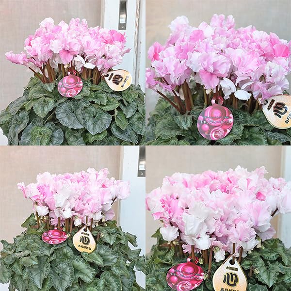 Amazon｜限定2個 鉢花 シクラメン キャンディーケーン 5号｜観葉植物