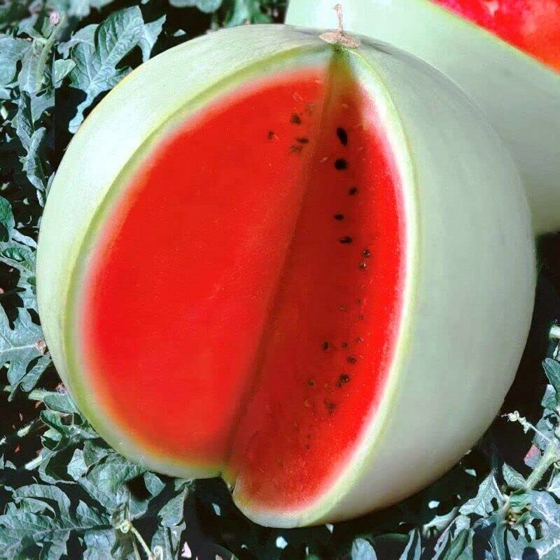M-Tech Gardens Rare Hybrid Watermelon " Snow White " Exotic 10 Fruit Seeds for Growing (B0BNDBCW5K) Amazon Price History, Amazon Price Tracker