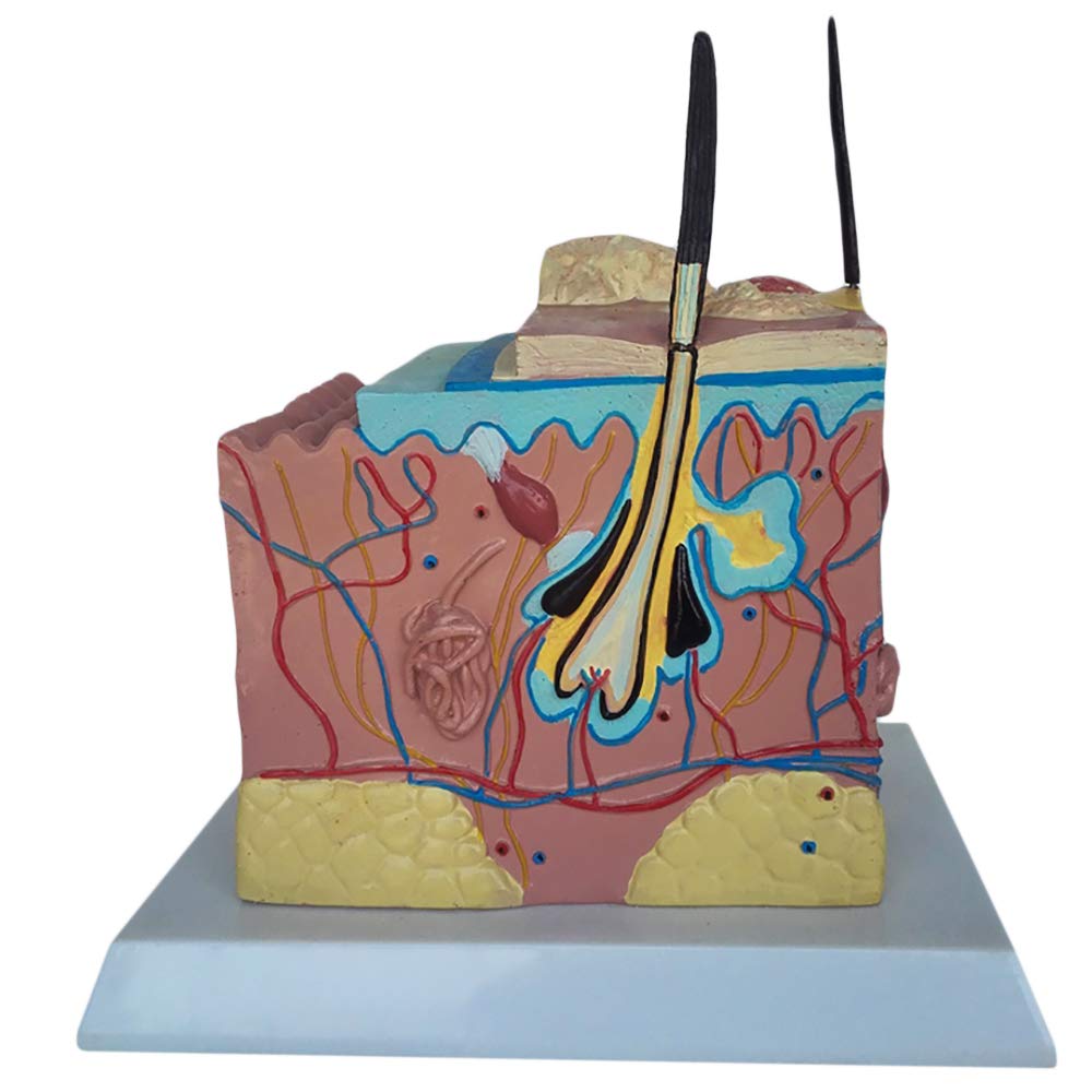 Sjdopulse Canine/Dog Pathology And Healthy Skin Comparative Model - Dog Skin Model - For Bio-Education Animal Medical Research Model