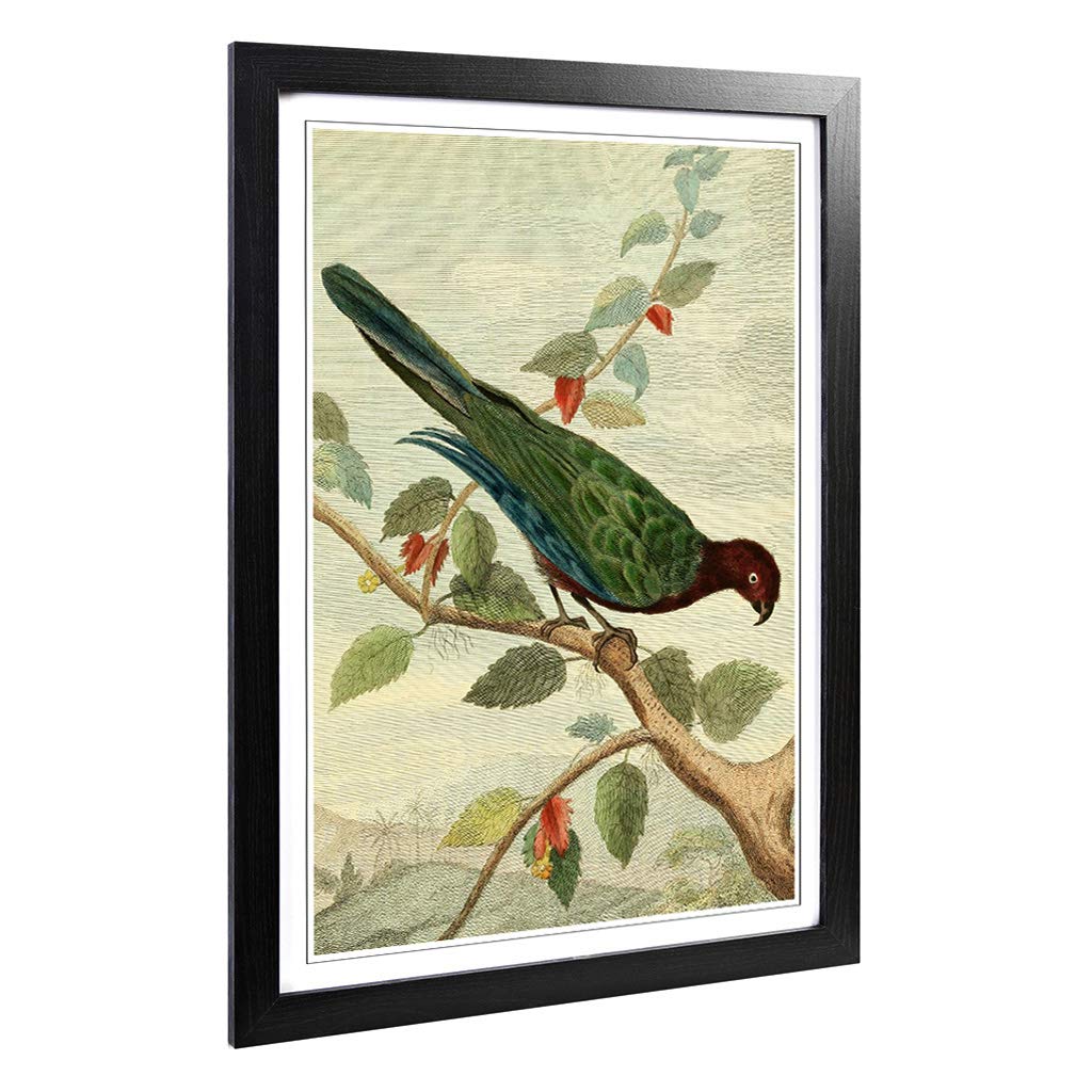 Big Box Art Framed Print of Vintage Charles R Ryley Pompadour Parrot Design | Wall Art Picture | Home Decor for Kitchen, Living Room, Bedroom, Hallway, Black, A2 / 24.5x18 Inch / 62x45cm