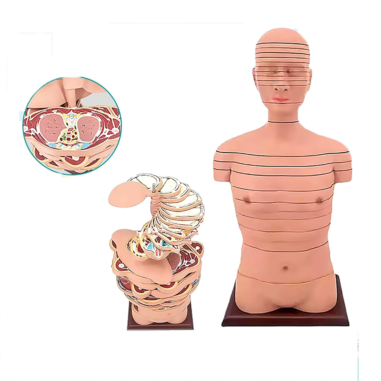 Amazon.co.jp: 人体胴体・脳断面解剖模型、人体胸部模型、CT