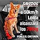 PONSA SAVEDOG. Sicherheitsgurt für Hunde. Der sicherste Gurt auf dem Markt. Traglast 1.000KG. Erfüllt die Anforderungen ISO 27955:2010. Ref.027172050102