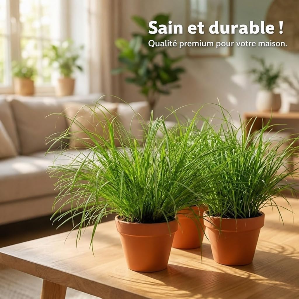 Lot de 7 plantes “Herbe à chat”, +/- 20–30 cm, ø 10–15 cm pot, 7x Herbe à chat pour la maison et le bureau, non toxique & sans danger pour les animaux, qualité du professionnel des plantes