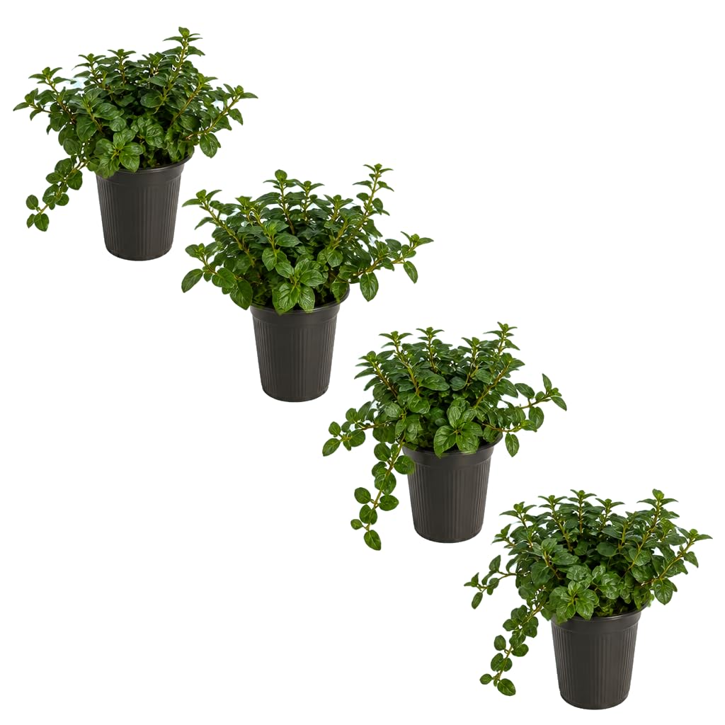 DECOALIVE Mentha Piperita - Pack de 4 Flores, Menta, 25-30 cm de Altura - para Cultivo Doméstico
