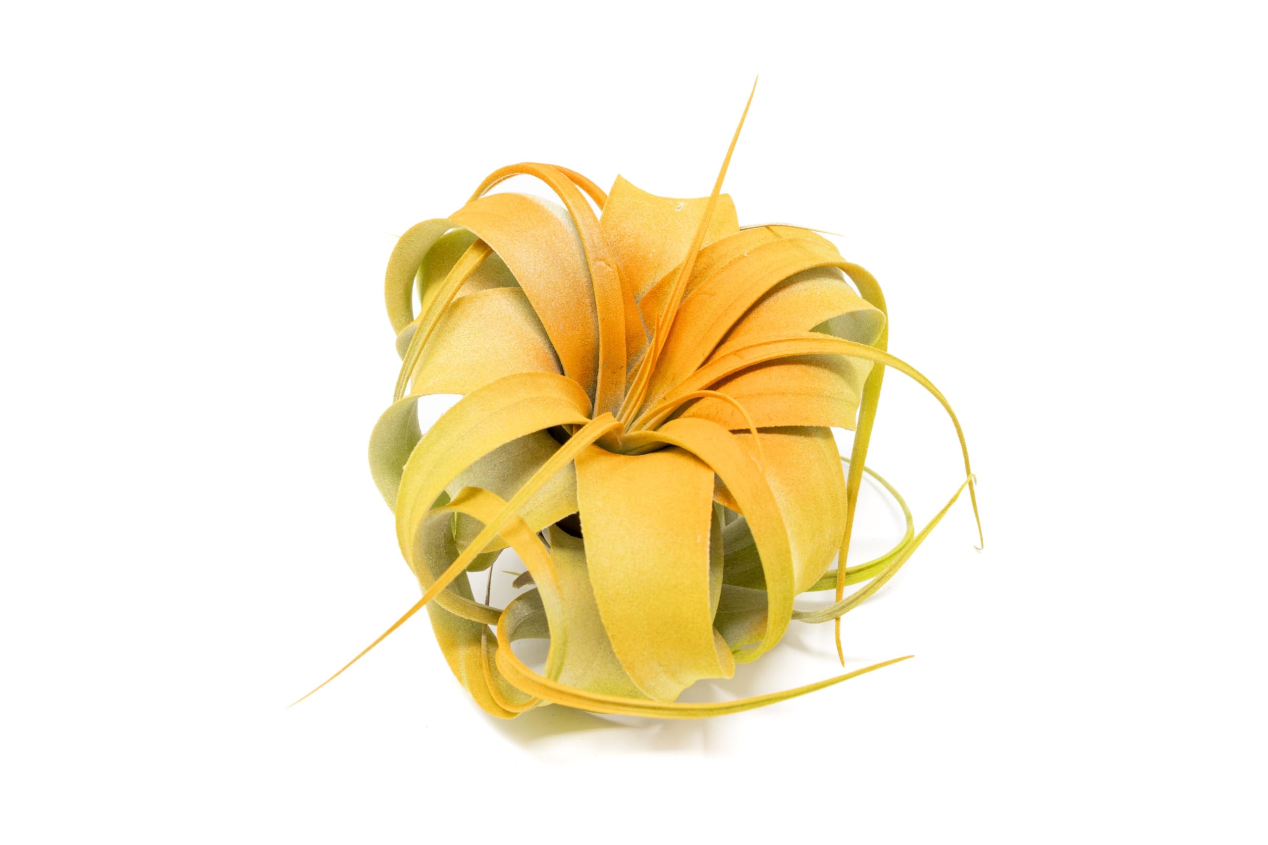 Colorful Mini Tillandsia Xerographica Air Plants in Custom Vibrant Tones - (Citrus, Single)