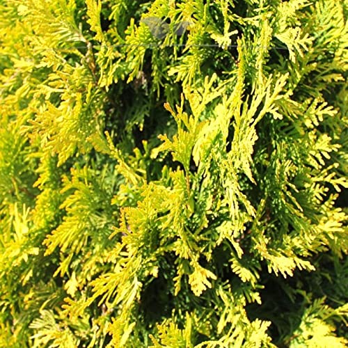 Lebensbaum Thuja Yellow Ribbon 100-120 cm. Angebot: 10-150 buschige  Koniferen. Thuja occidentalis Yellow Ribbon. Winterhart & Pflegeleicht.  Gelbe Heckenpflanze. Blickdichte Thujahecke | Inkl. Versand : Amazon.de:  Garten