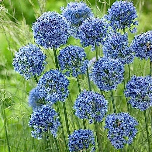 Palle Sceniche Del Fiore Di Una Pianta Di Cipolla Gigante Di Giganteum Dell'allium Immagine
