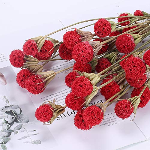 XHXSTORE 60pcs Fiori Secchi Naturali Bouquet Fiori...