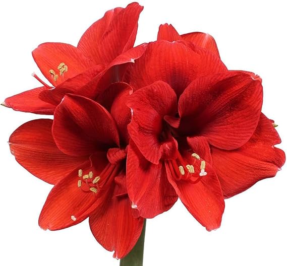 Marde Ross & Company Ferrari Amaryllis Large Red Bare