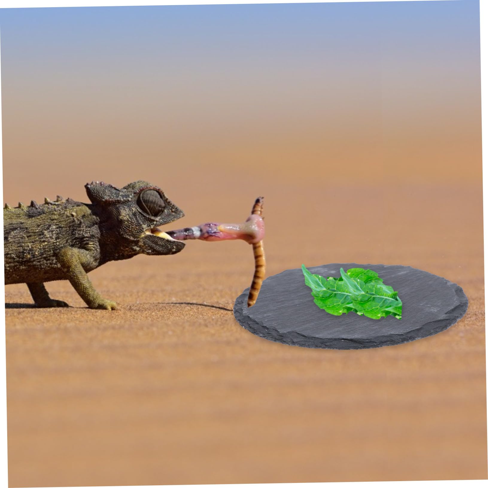 Pierre Plate pour Tortue et Reptile Plateforme Naturelle pour Bain de Soleil Mangeoire Décorative pour Lézard Gecko Serpent Accessoire Terrarium