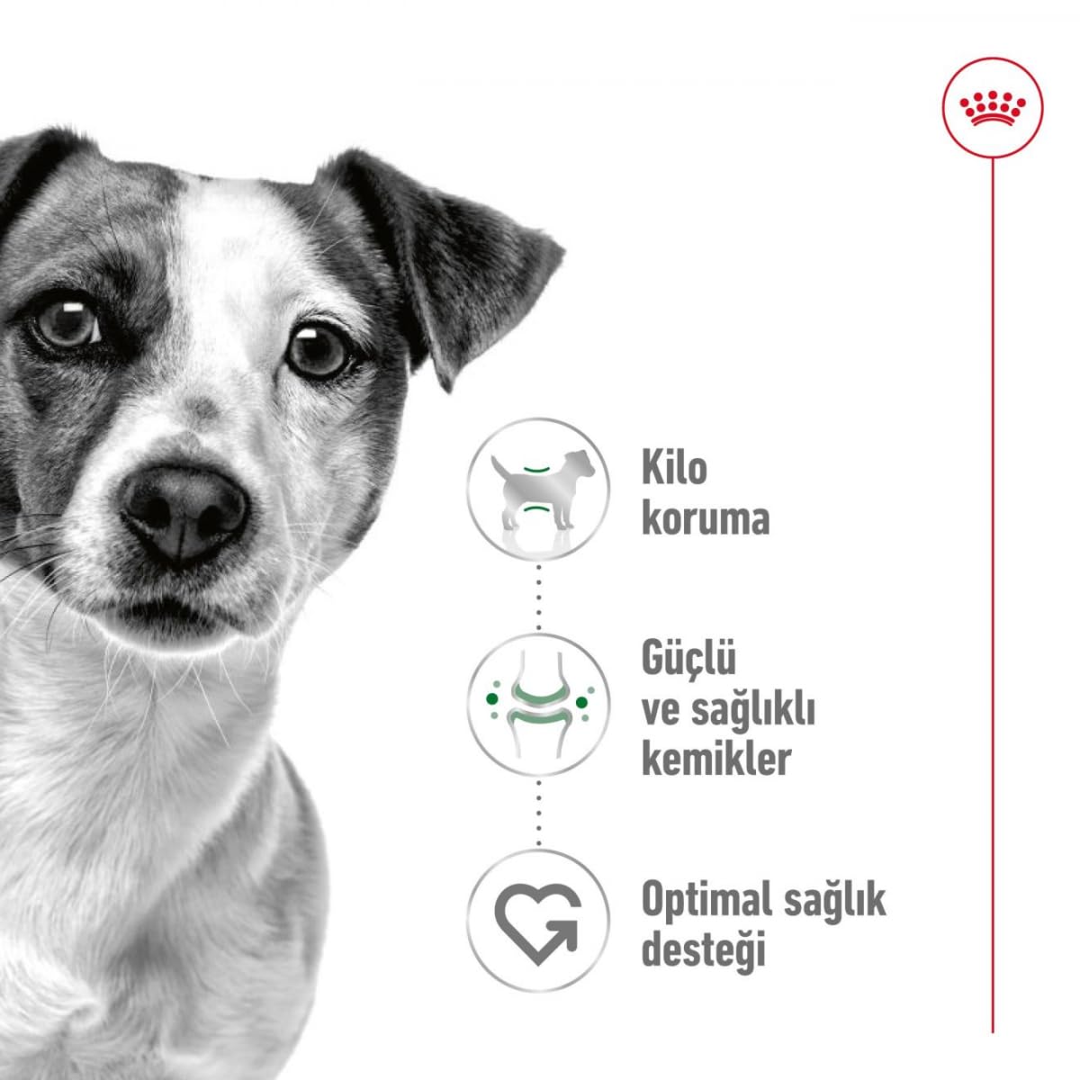 ROYAL CANIN Mini Adult Secco Cane Kg 4