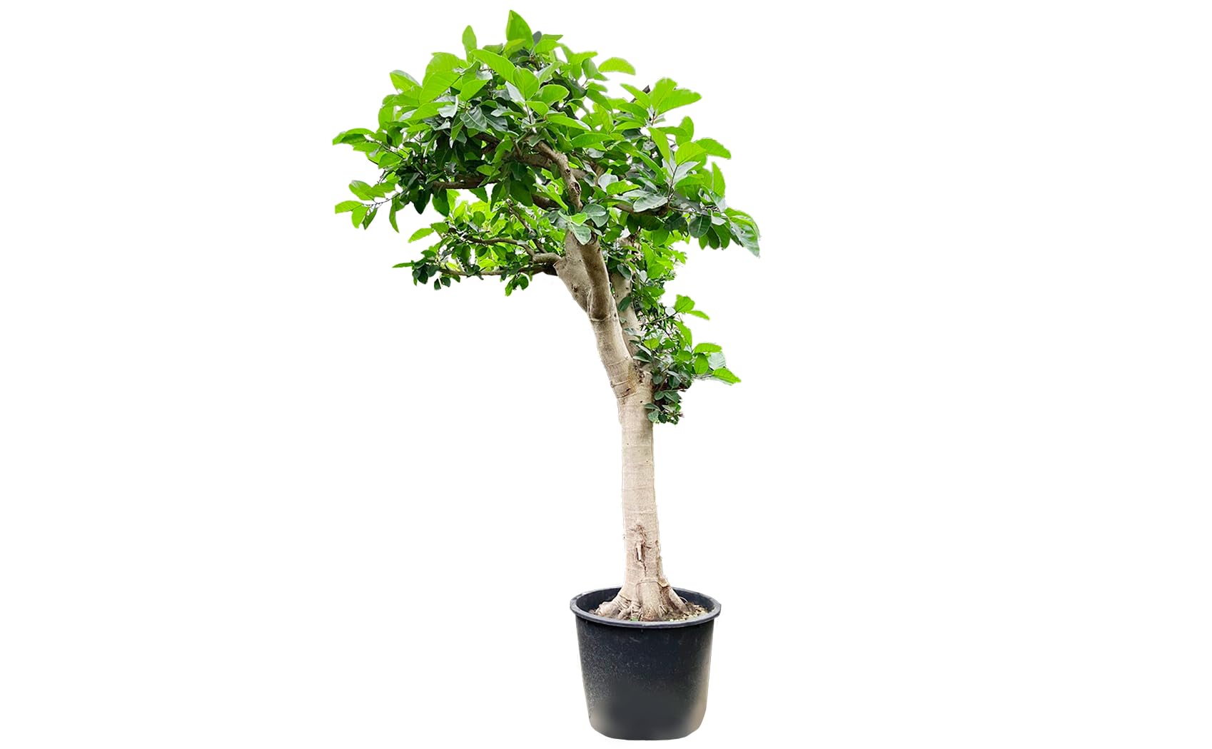 Amazon｜フィカス 大型 観葉植物 南の国 鹿児島 庭 エントランス