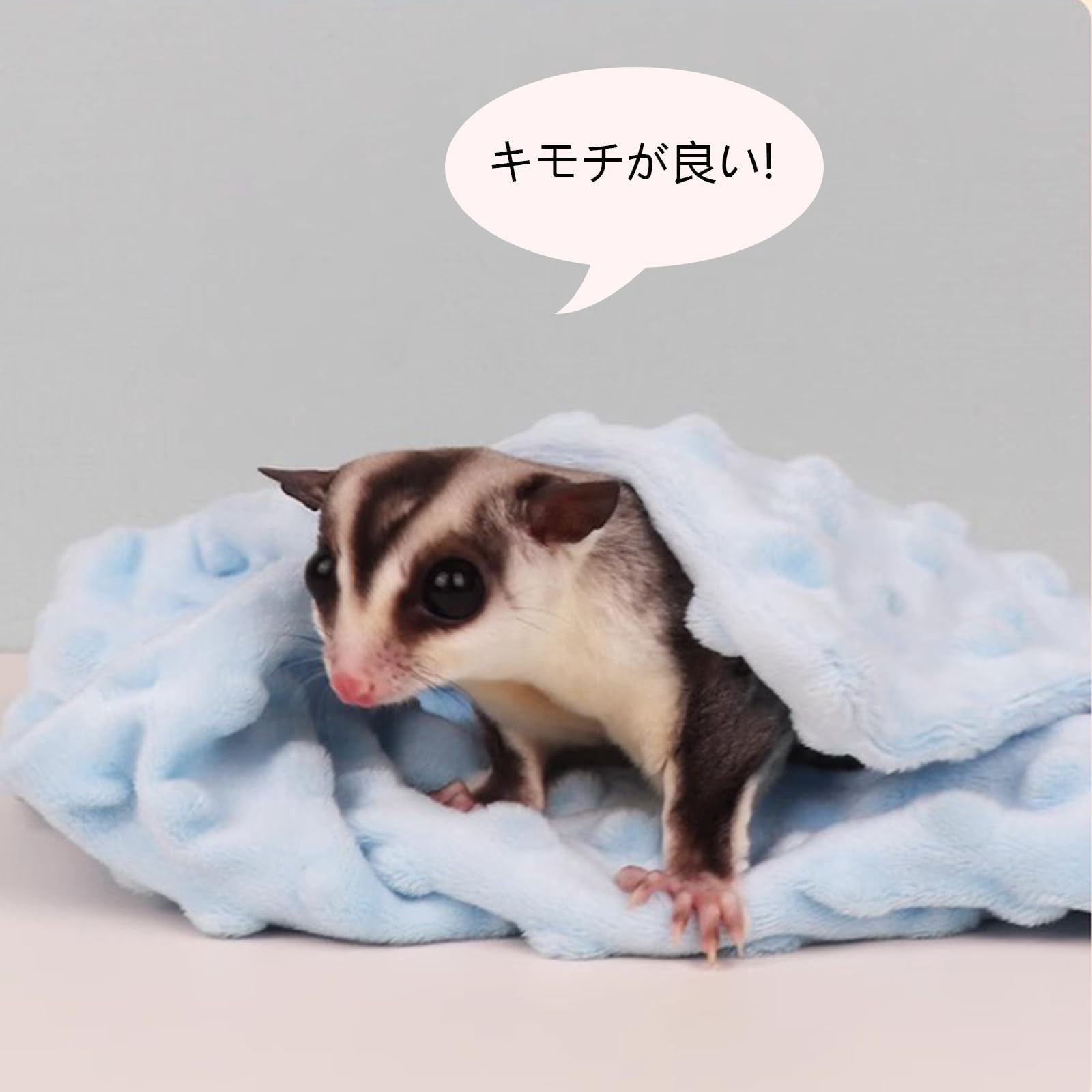 フクロモモンガ用ミニ毛布 【公式通販】